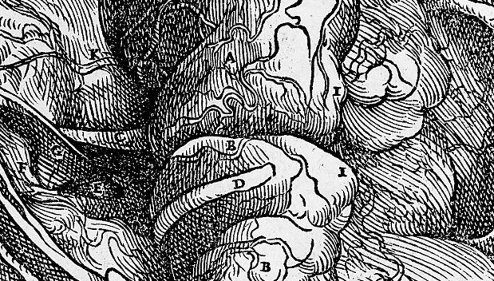 FIGURE 1 | Reproduction from a drawing of the brain in "De humani corporis fabrica libri septem" by the anatomist Andreas Vesalius (Basel, 1543) Source: Wikimedia Commons
