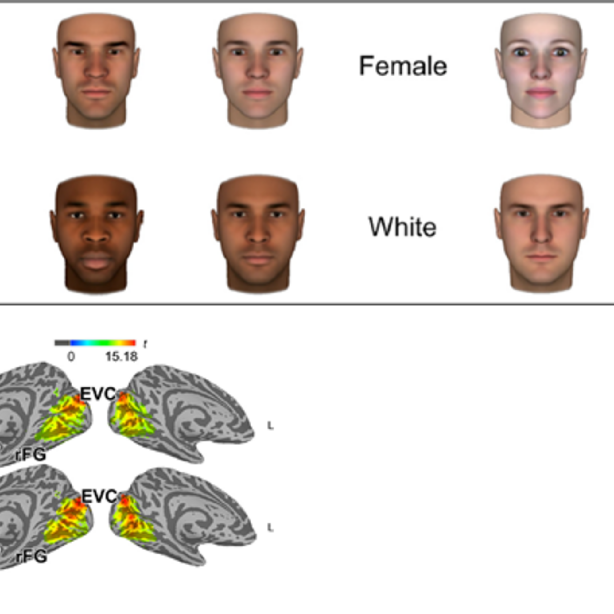 FIGURE 1 | Pictures of sex/gender and “race” stimuli (top). The stimuli and brain activation (buttom) depicted above show an example of fMRI research belonging to the field of social recognition/categorisation. The brain pictures depict activation in the back part of the cortex, more precisely, the early visual field (ECV), and in a region called fusiform gyrus (rFG, r for “right”). Excerpts of figures from: Stolier & Freeman (2017).